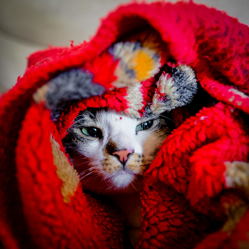 A cat snuggled in a blanket. He is ready for winter.